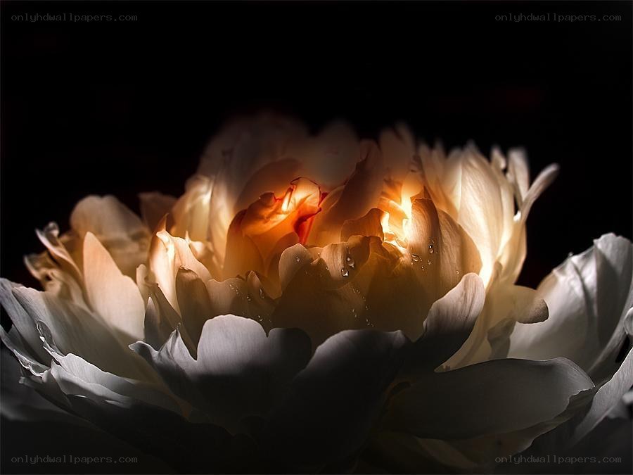 A glowing white peony flower