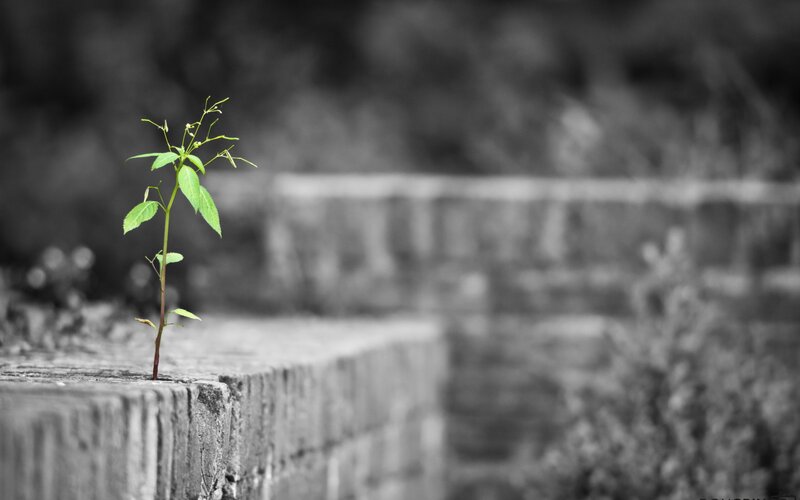 A green sprout on a stone wall