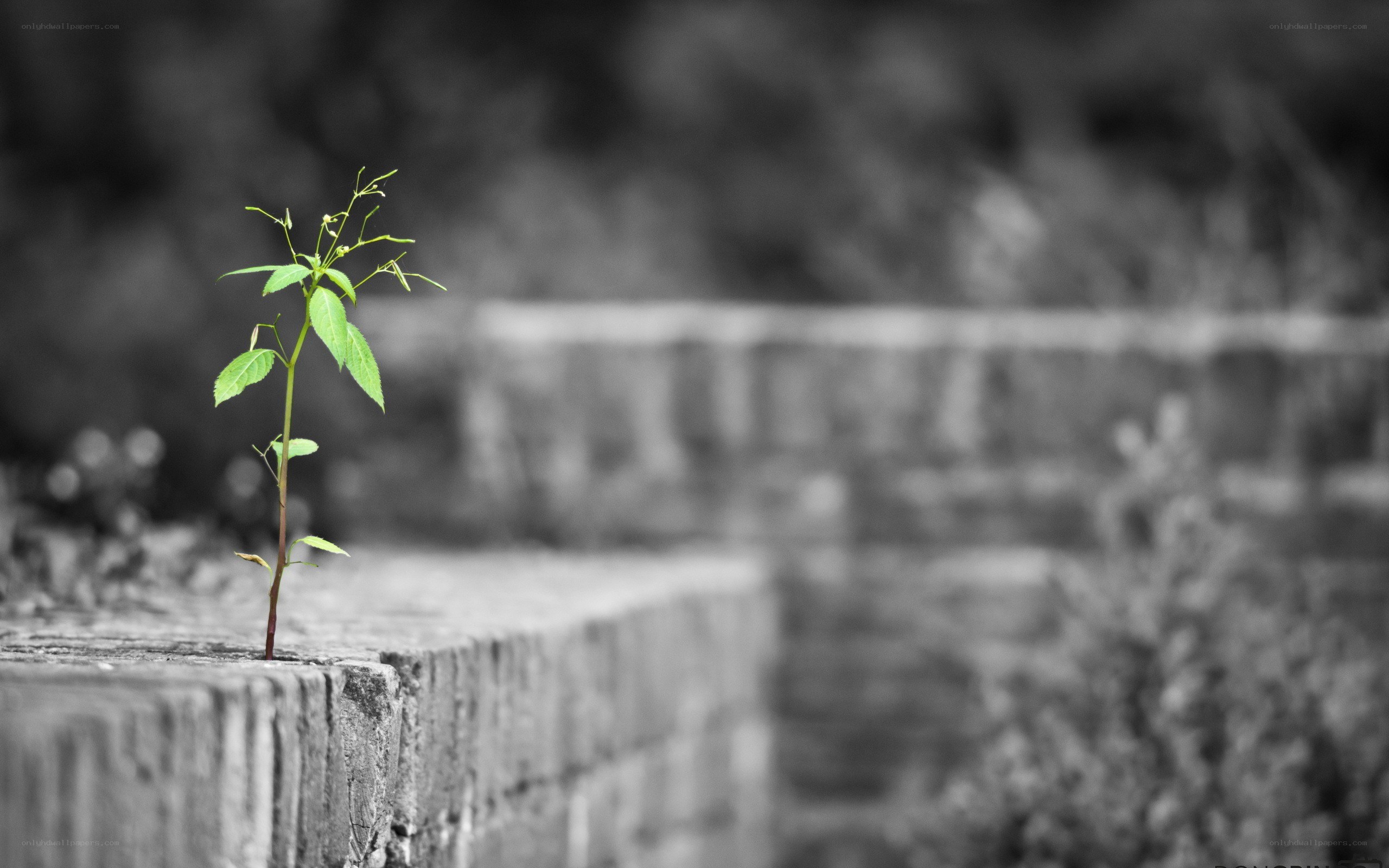 A green sprout on a stone wall