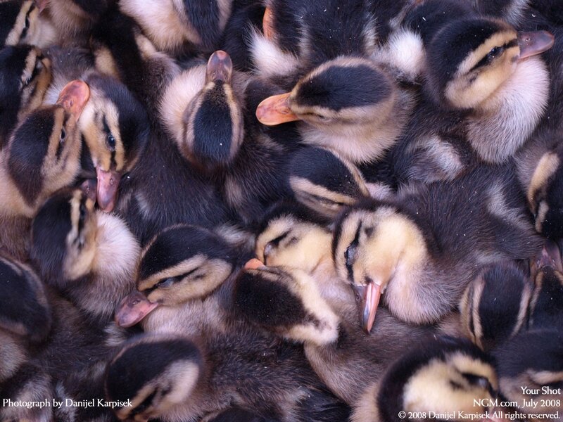 A group of ducklings huddled together