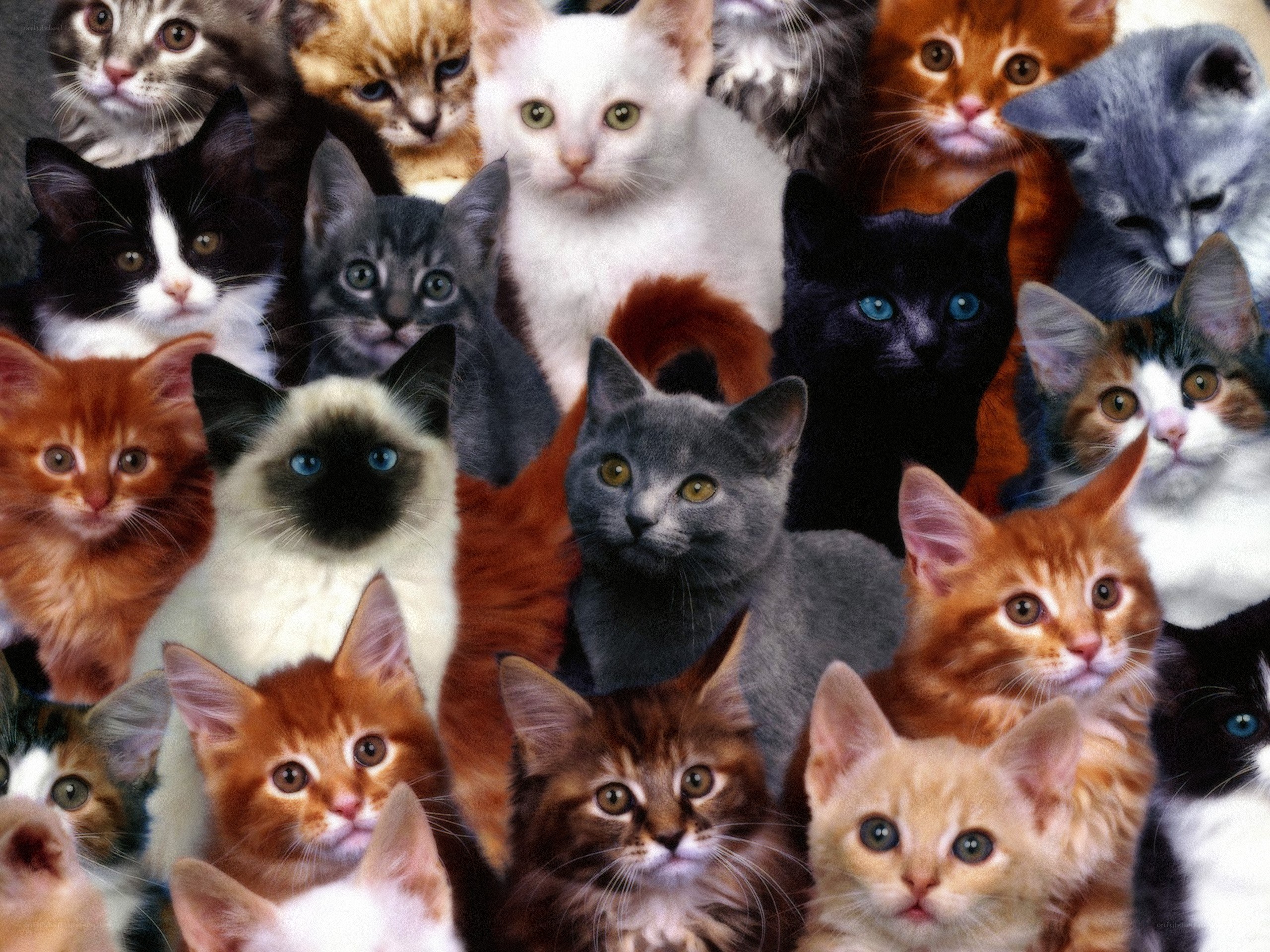 a group of kittens