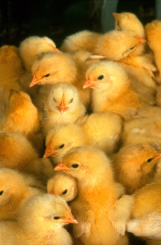 A group of yellow chicks