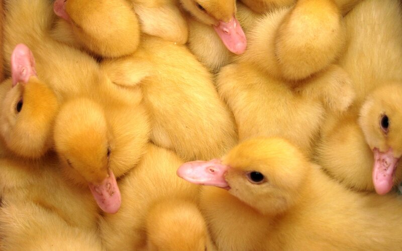 a group of yellow ducklings