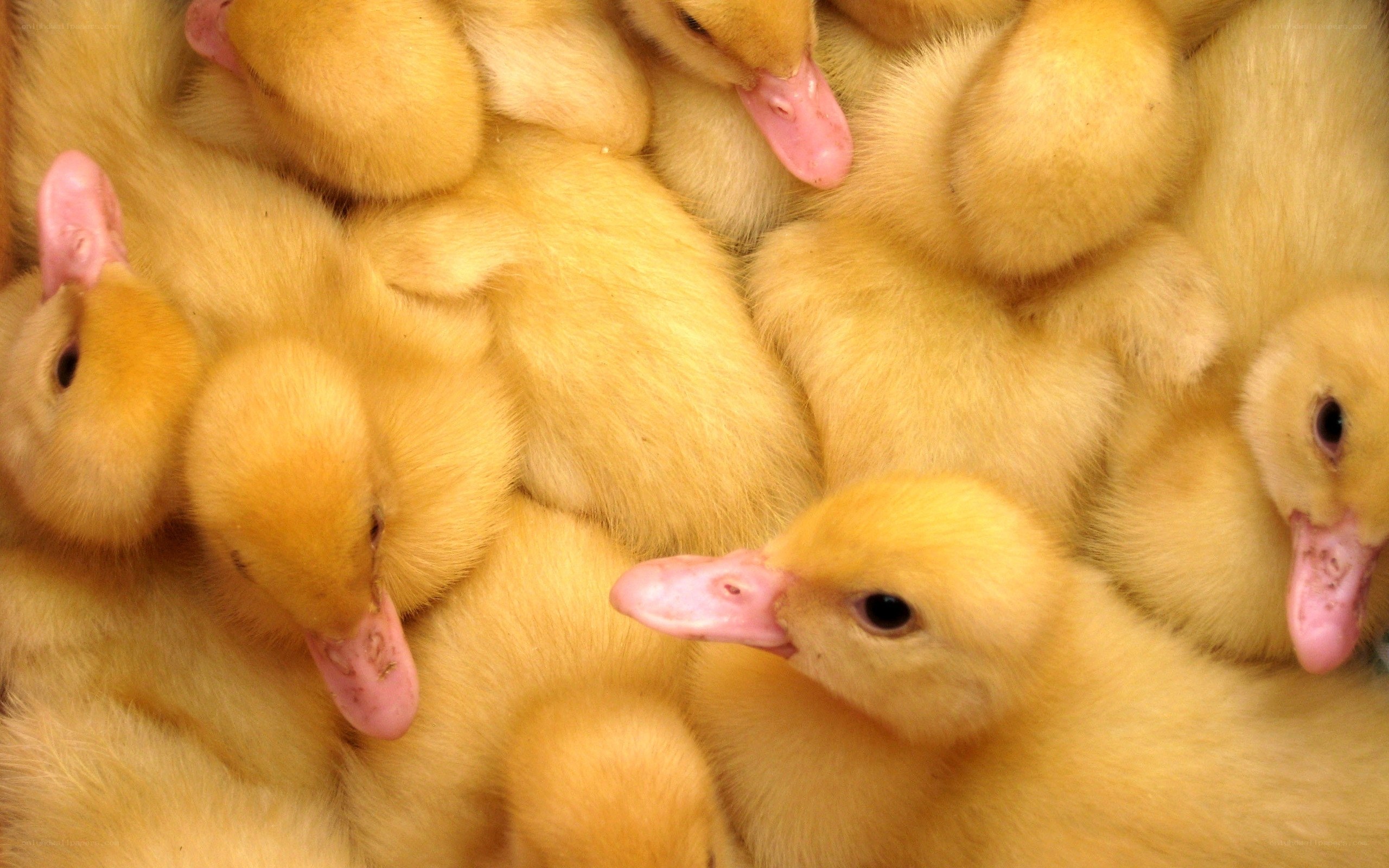 A group of yellow ducklings