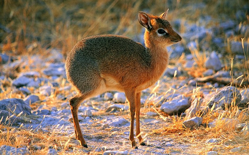 A klipspringer in the wild