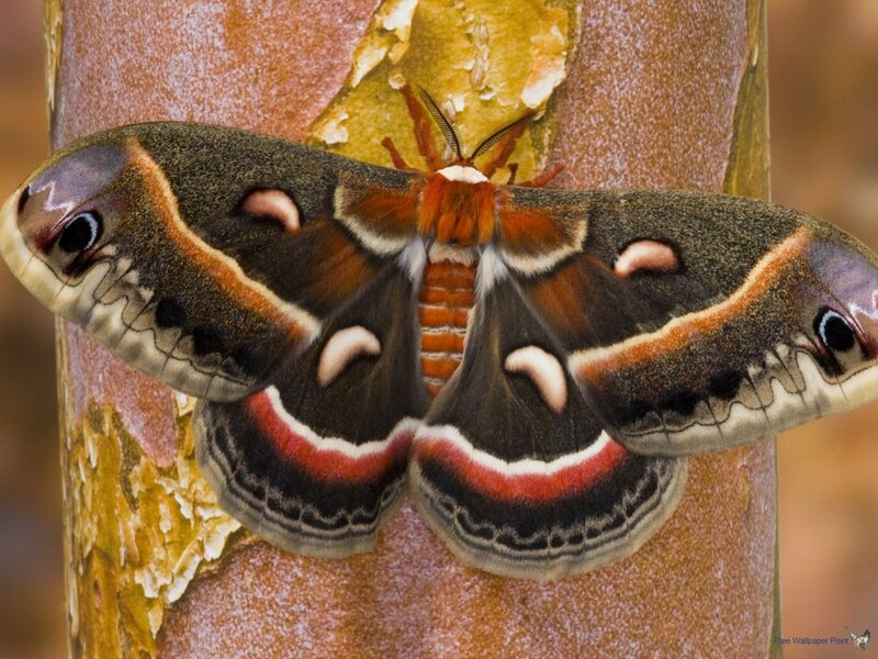 A Large Moth on a Branch