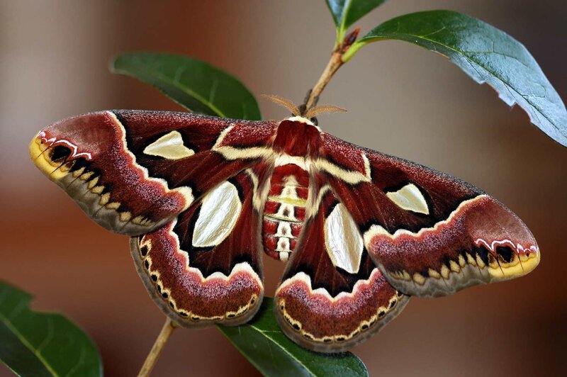 A large moth on a leaf