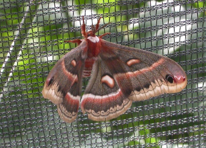 A Large Moth on a Mesh