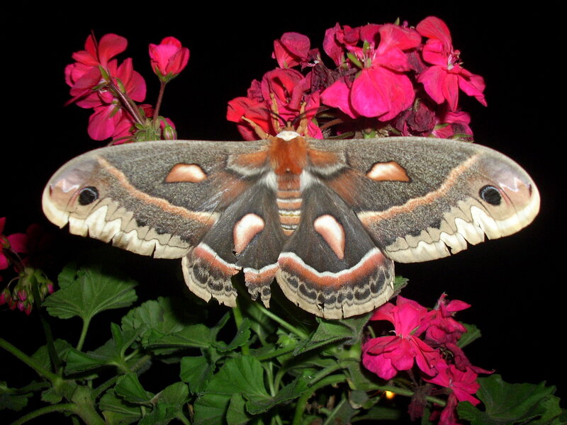 A Large Moth on Flowers