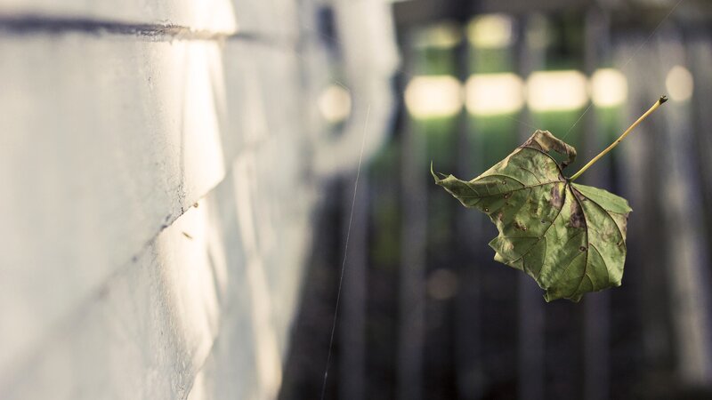 A leaf caught in a spider web
