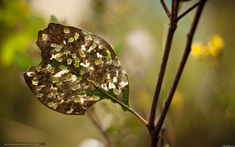 A leaf eaten by insects