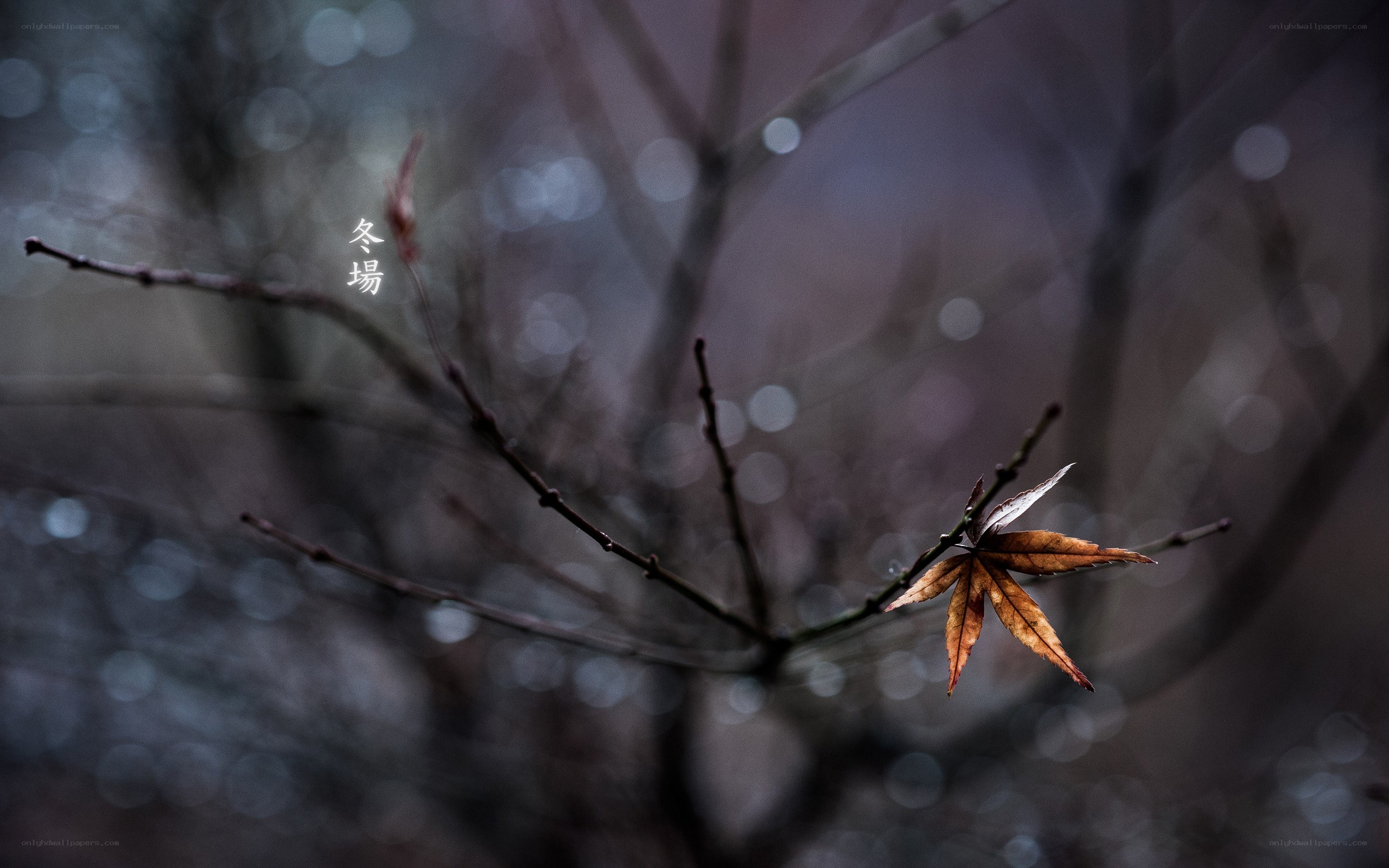 A lone autumn leaf on a branch
