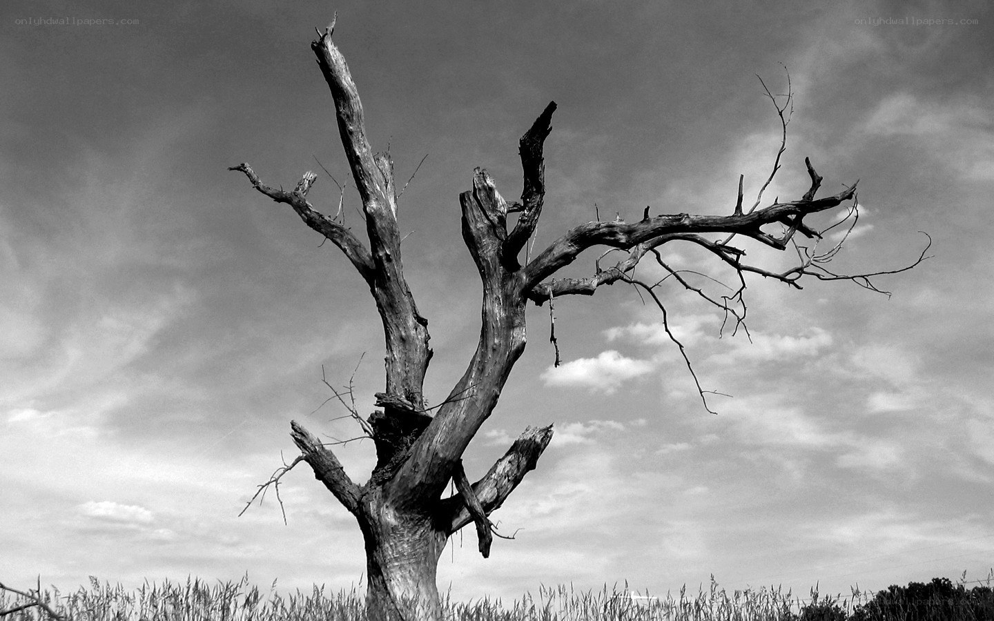 A lone dead tree stands