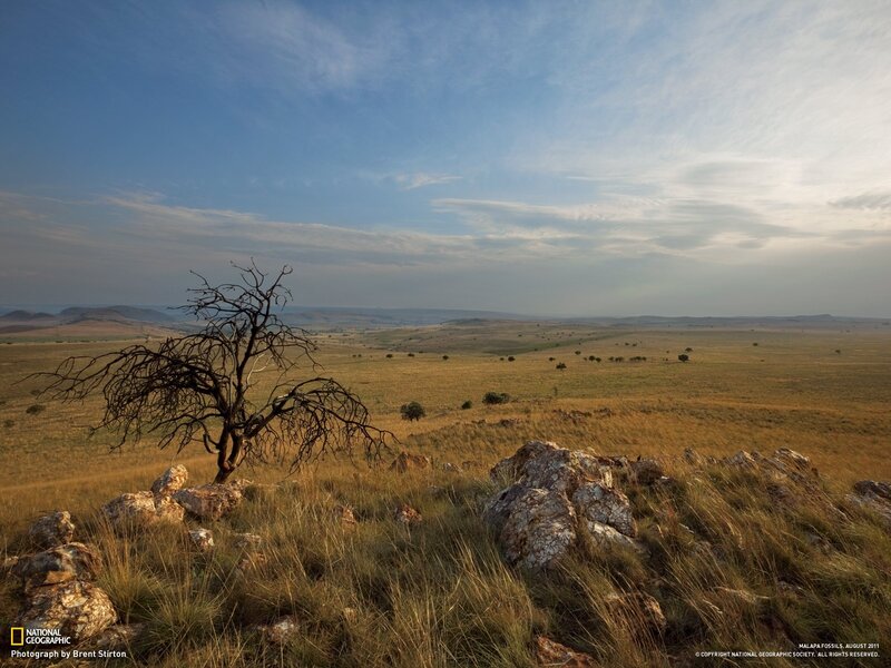 A lone tree on a grassy hill