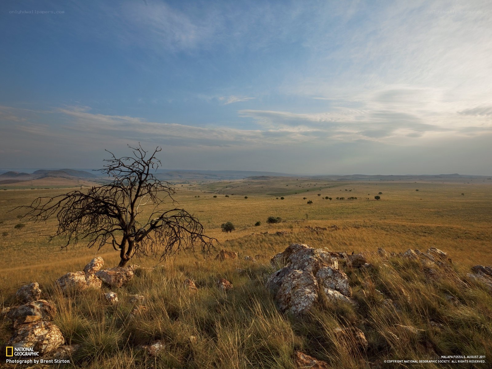 A lone tree on a grassy hill