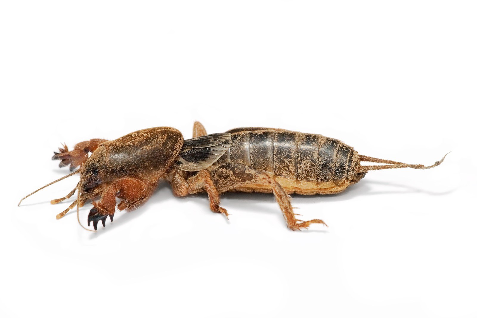 A mole cricket insect