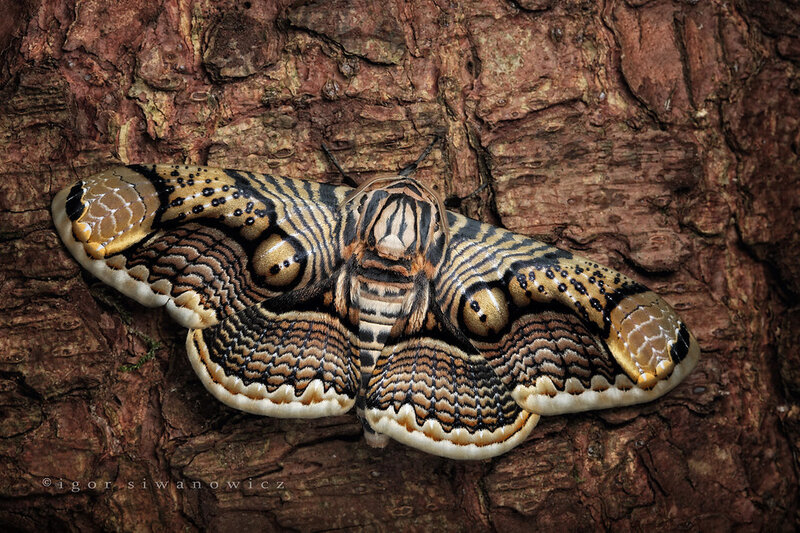 A moth on tree bark