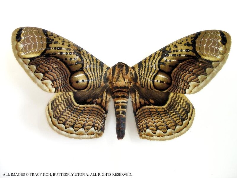 A moth with eye-like patterns