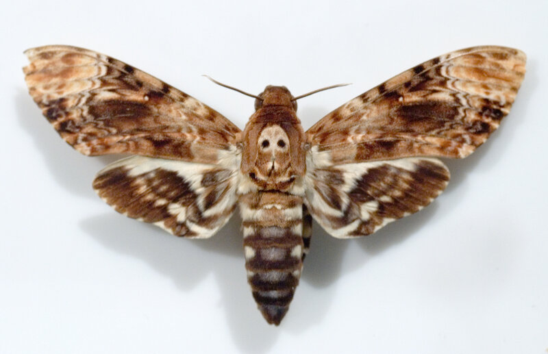 A Moth with Patterned Wings