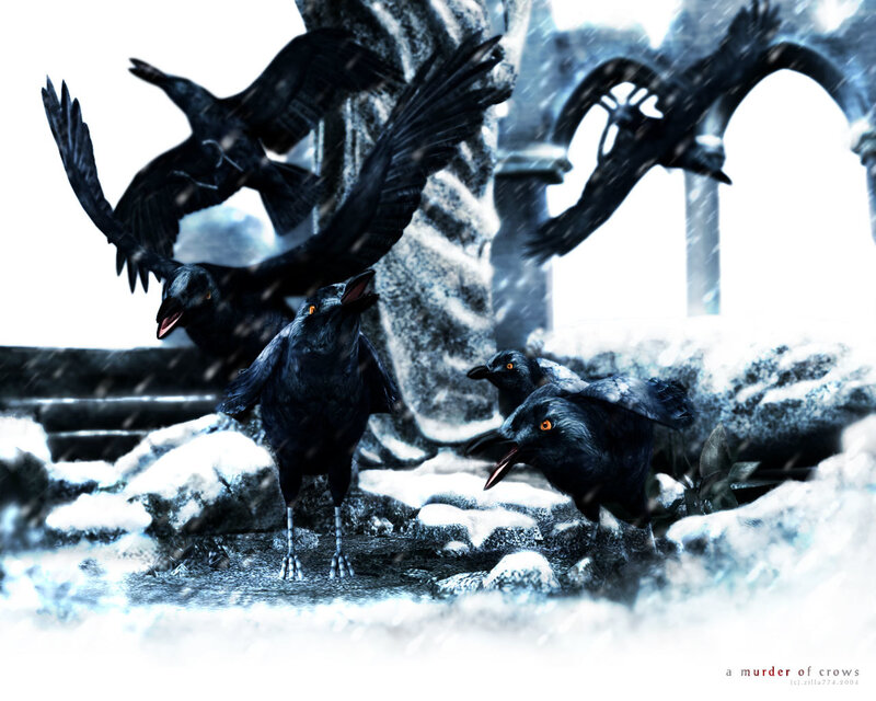 a murder of crows