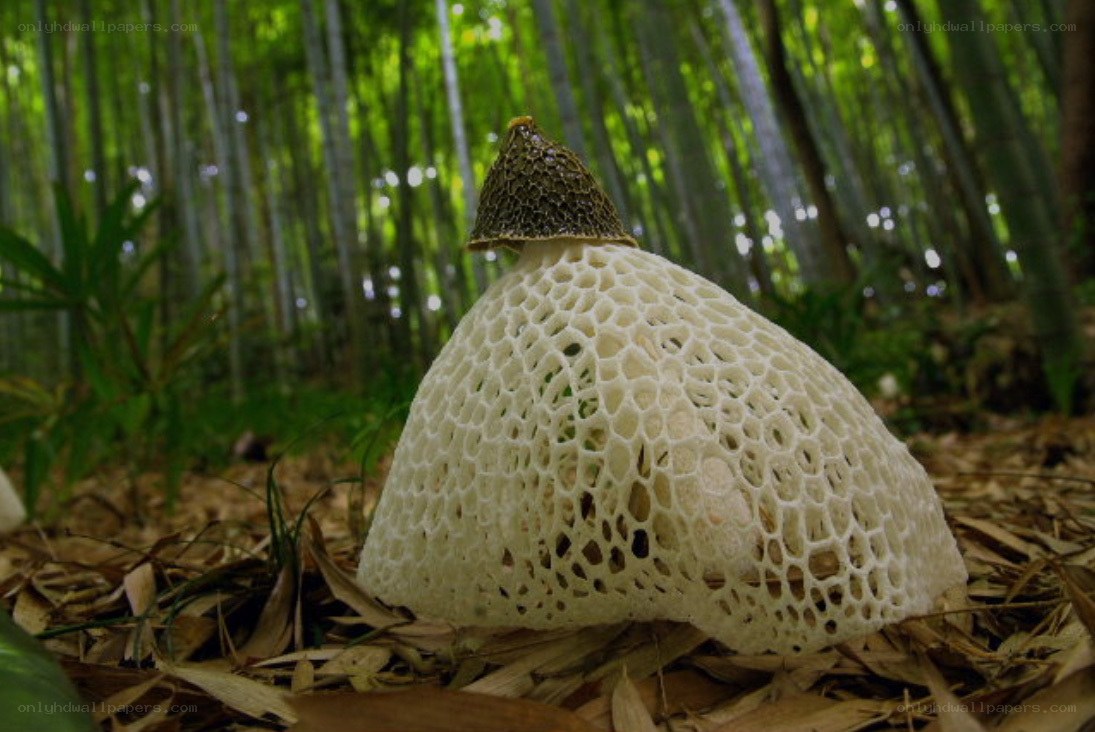 A mushroom in a bamboo forest