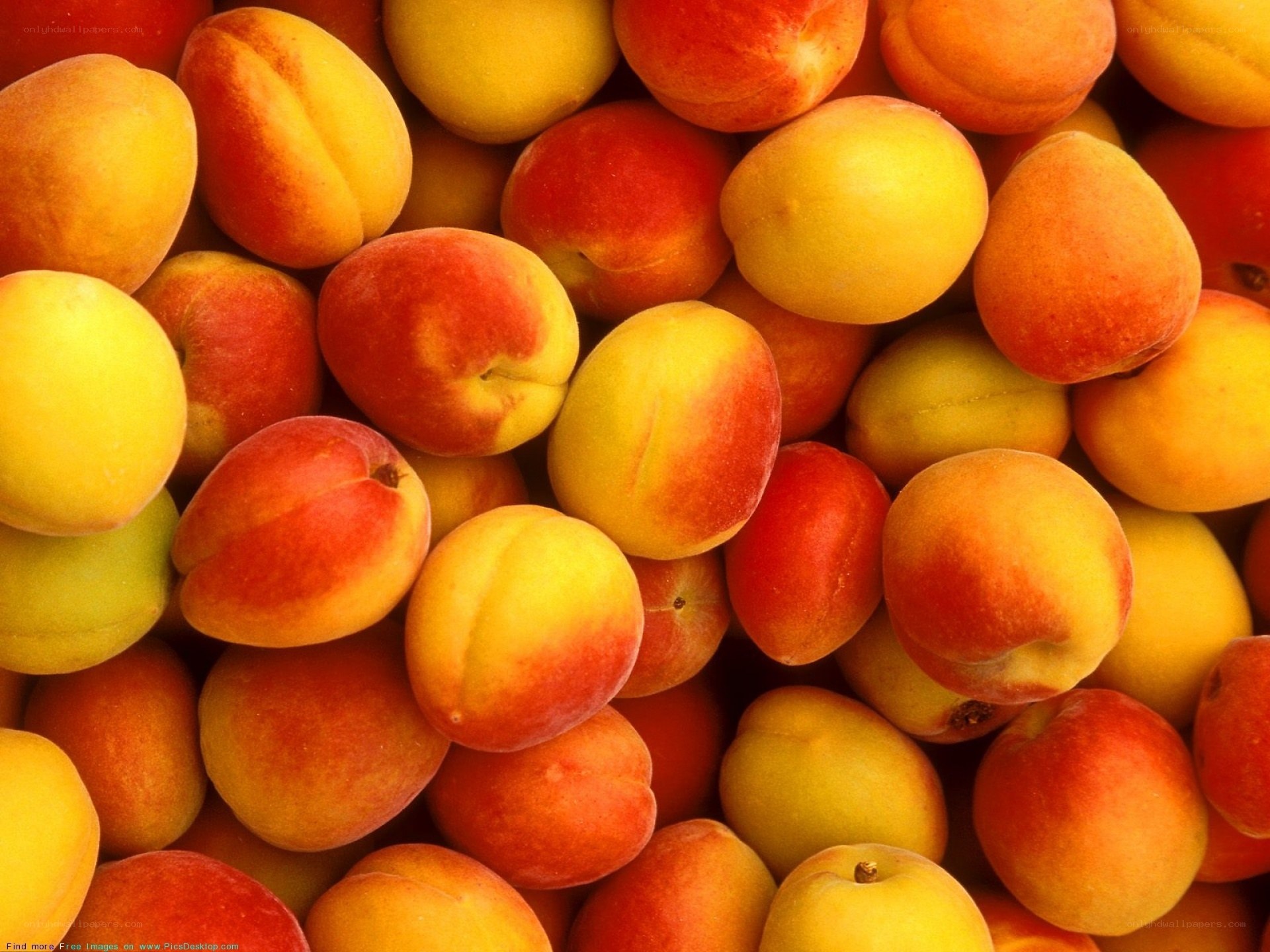 a pile of fresh apricots