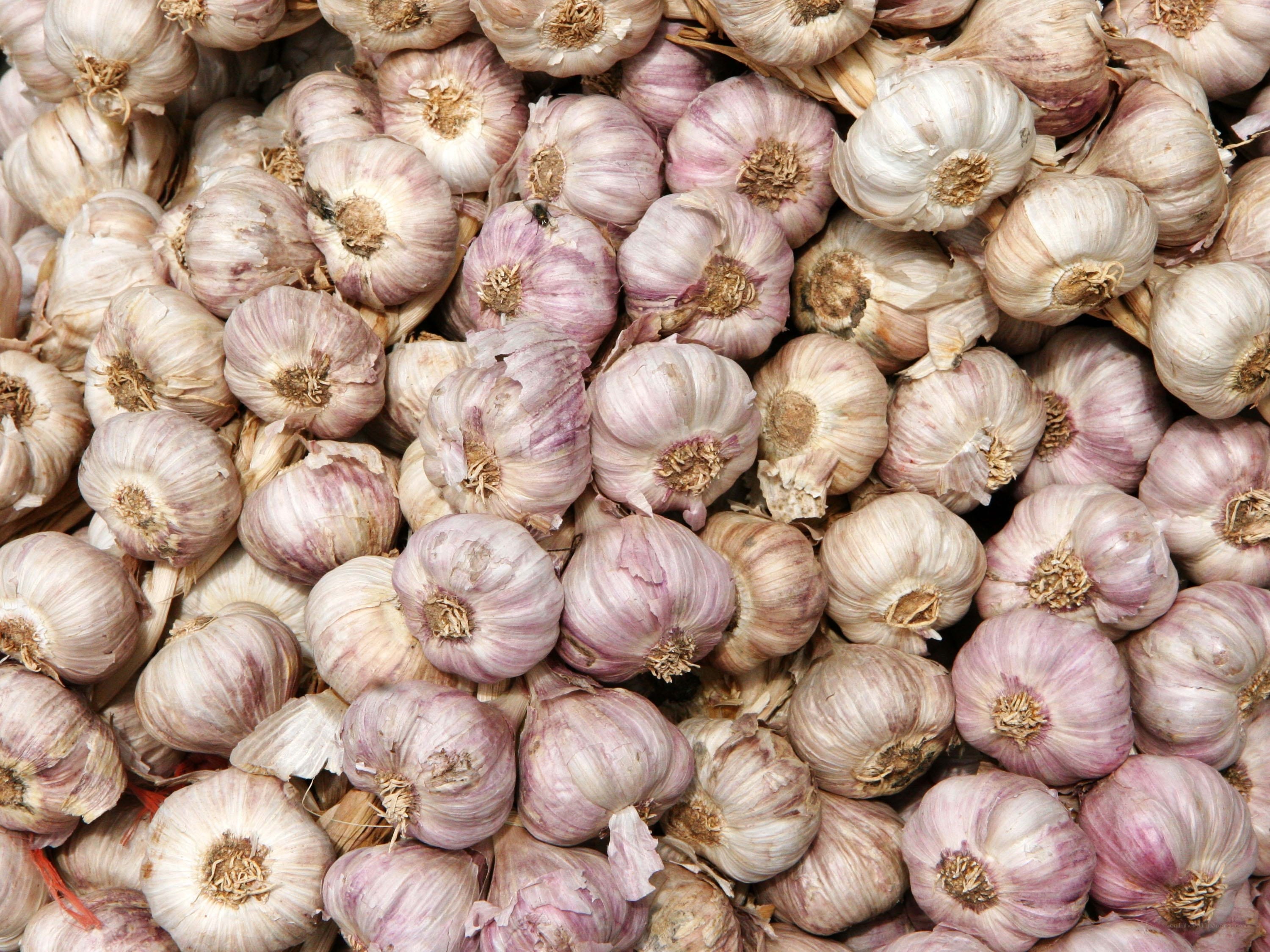 a pile of garlic bulbs