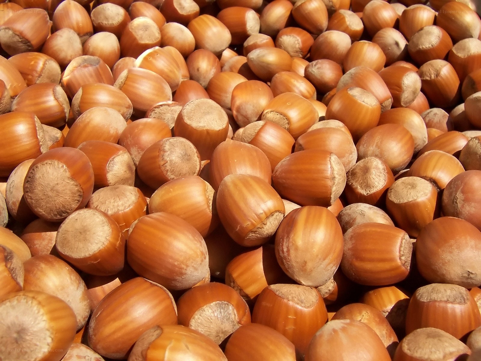 a pile of hazelnuts