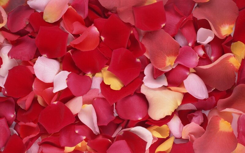 a pile of rose petals