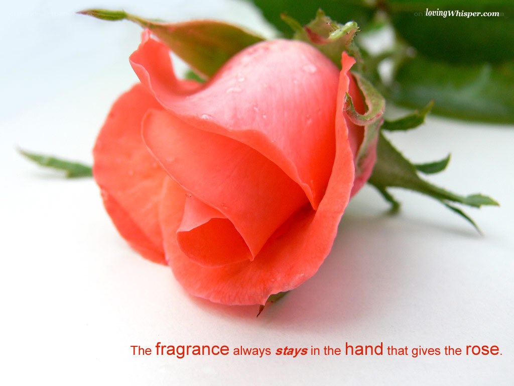 A pink rose with water droplets