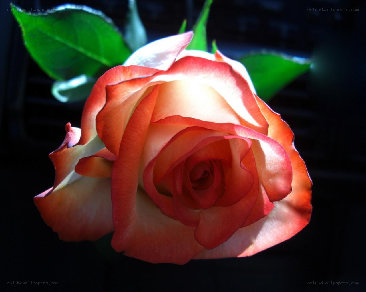 A red and white rose in sunlight