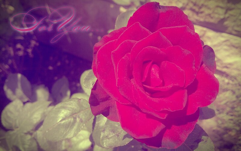 A red rose for you