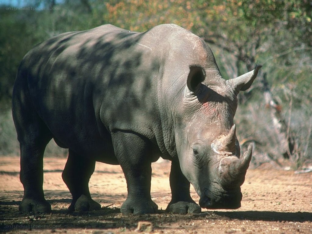 A rhinoceros in the wild