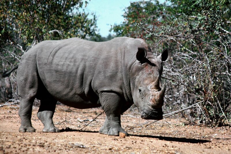 A rhinoceros in the wild