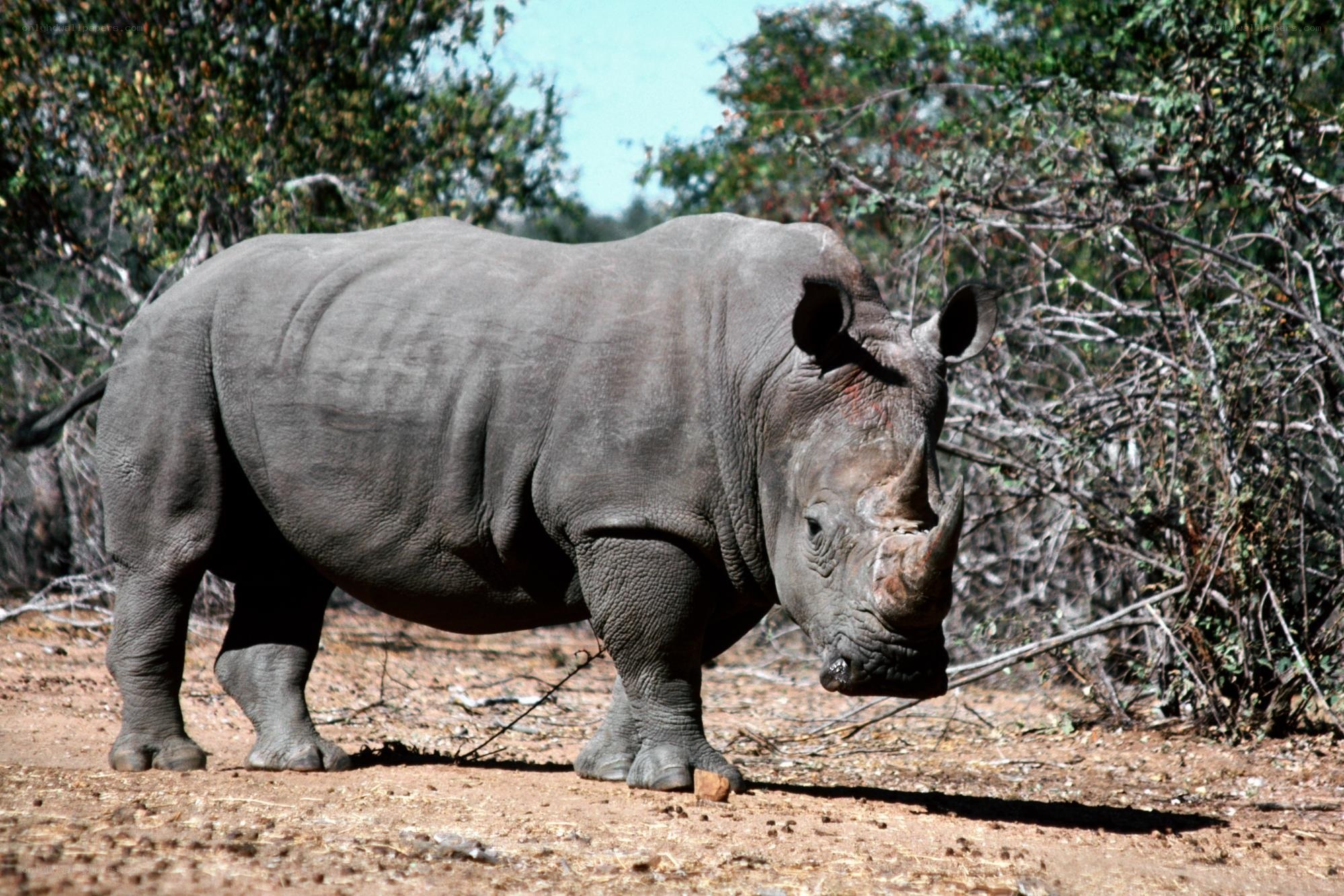 A rhinoceros in the wild