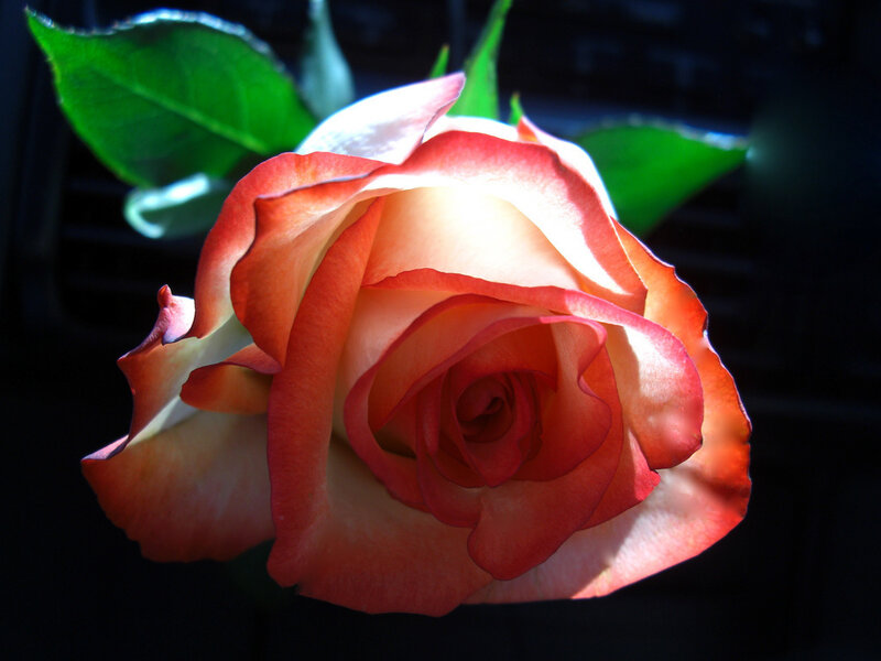A rose in sunlight