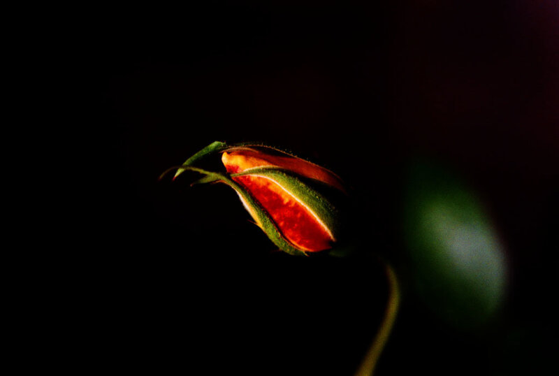 A rosebud in the dark