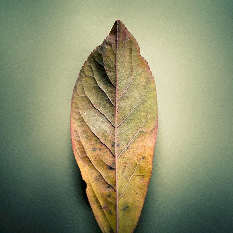A single autumn leaf