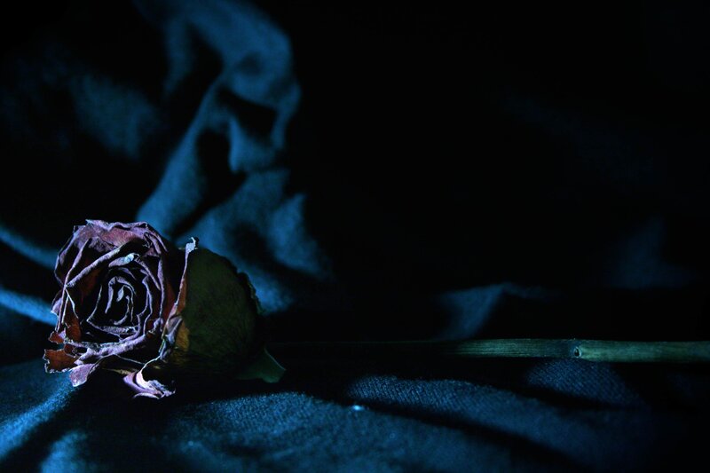 A single dried rose