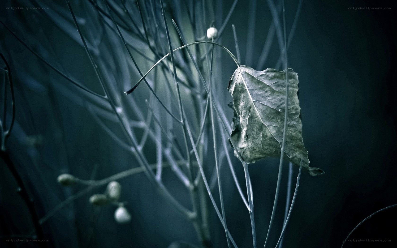 A single leaf in a dark forest