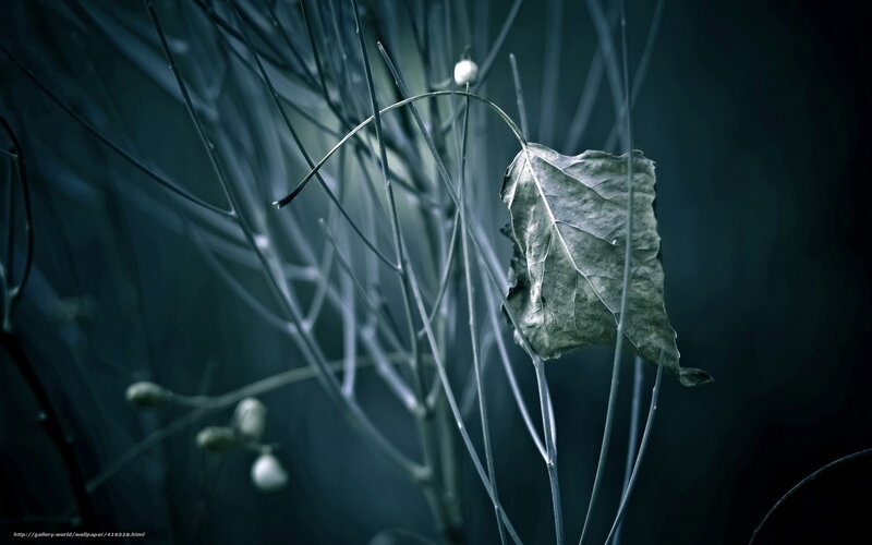 A single leaf in a dark forest