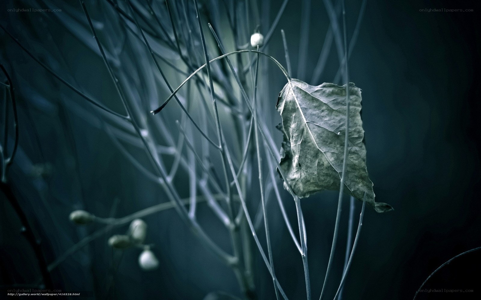A single leaf in a dark forest