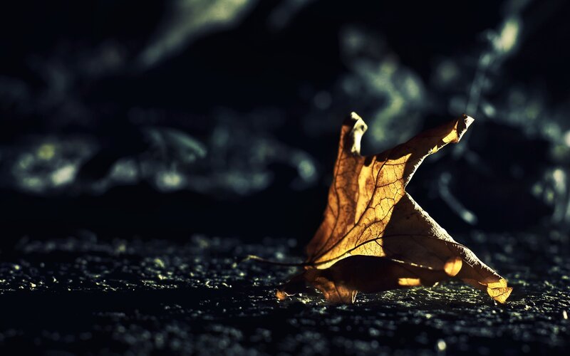 A single leaf in the dark
