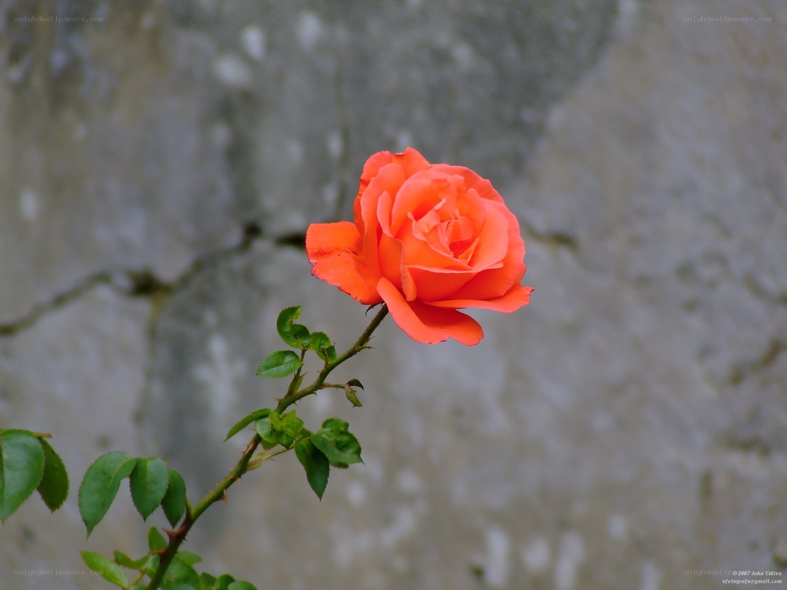 A single orange rose