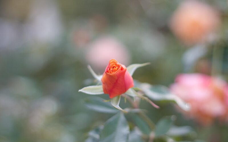 A single orange rosebud