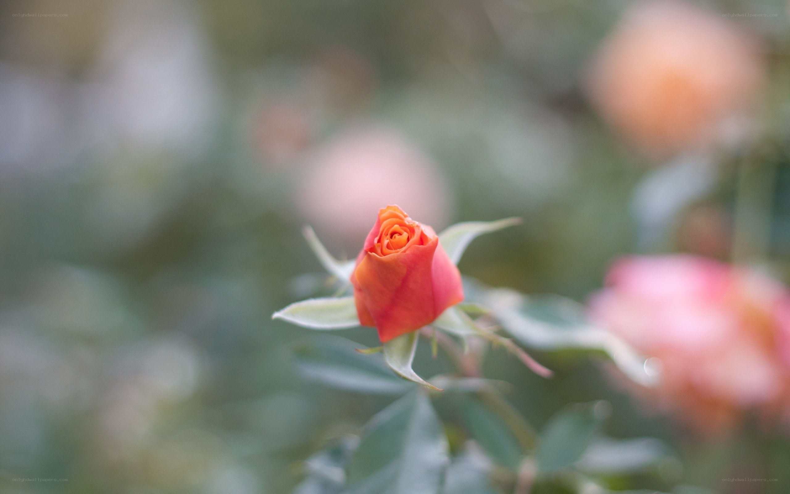 A single orange rosebud
