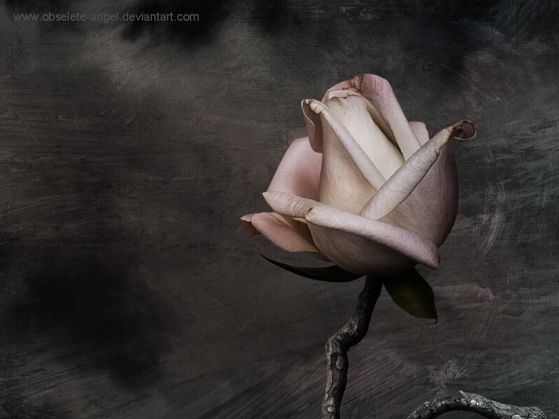 a single pale rose