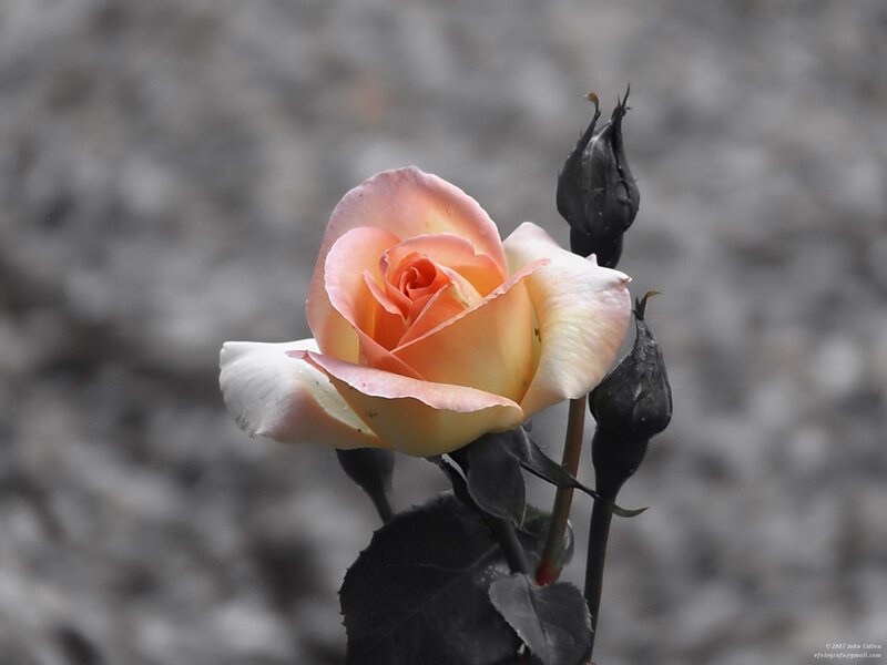 A single peach rose in bloom