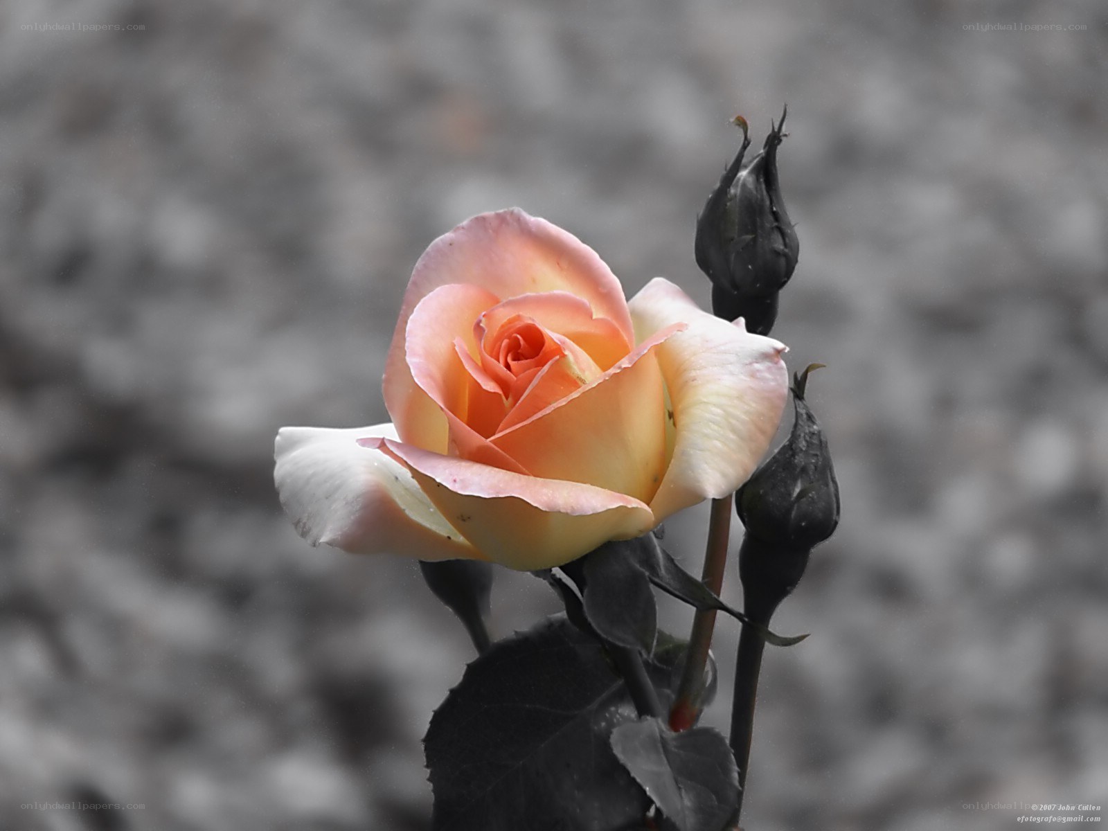A single peach rose in bloom