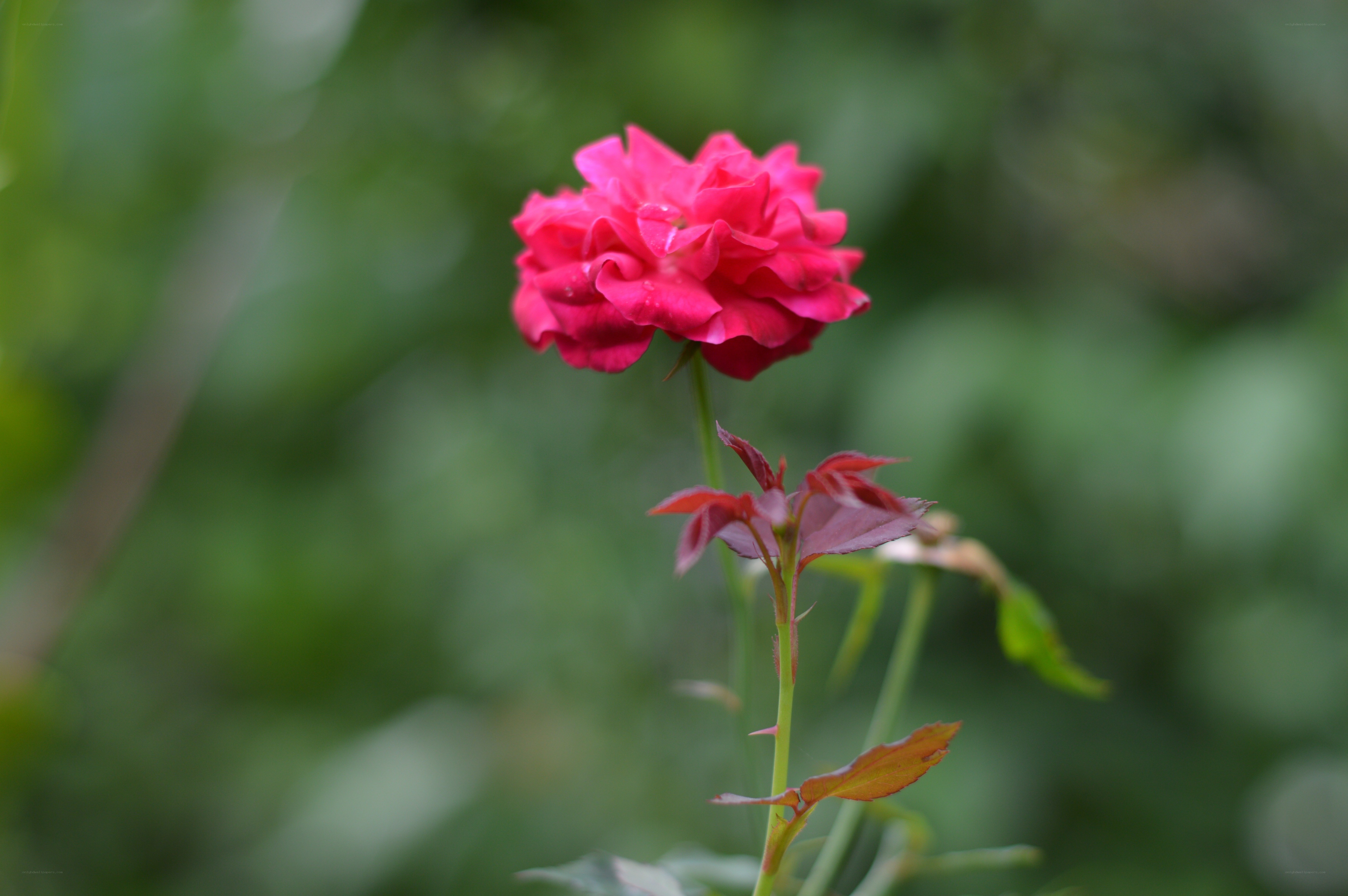 A single pink rose in bloom